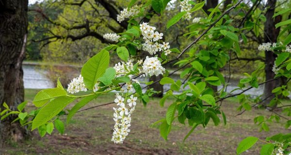 Черемуха в России