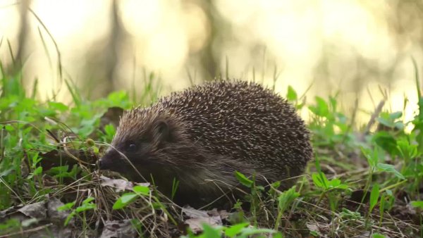 Ежик в зимнем лесу