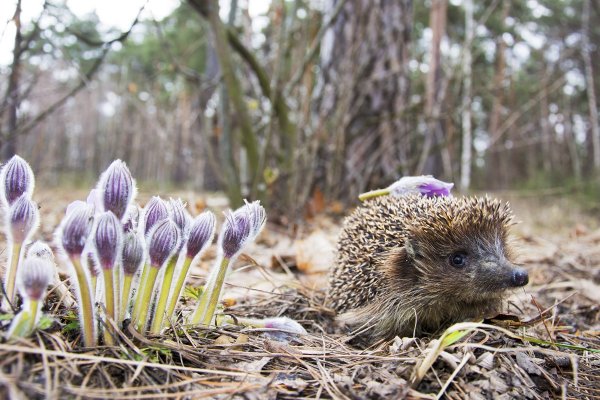 Ежик в природе