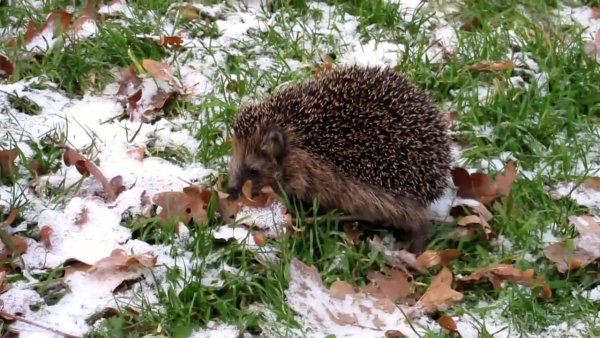 Пробуждение ежей весной