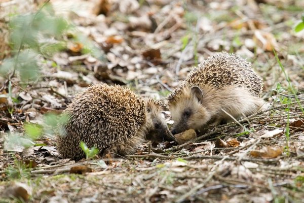 Еж в весеннем лесу