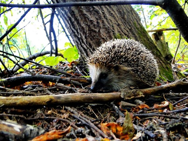 Ежата весной в лесу