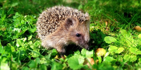 Животные весной ёж