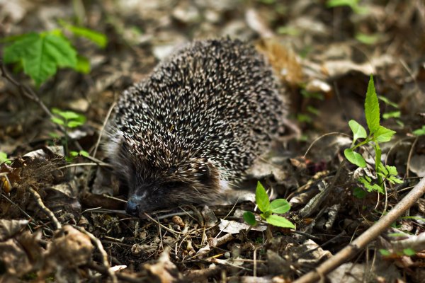 Ежик просыпается весной
