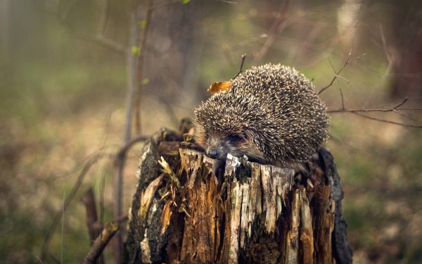 Ежик с детенышами в лес