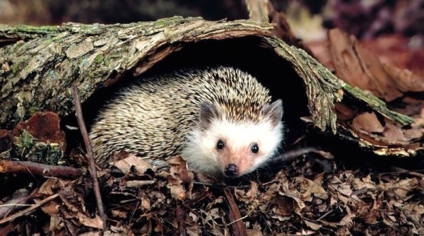 Еж обыкновенный Лесной