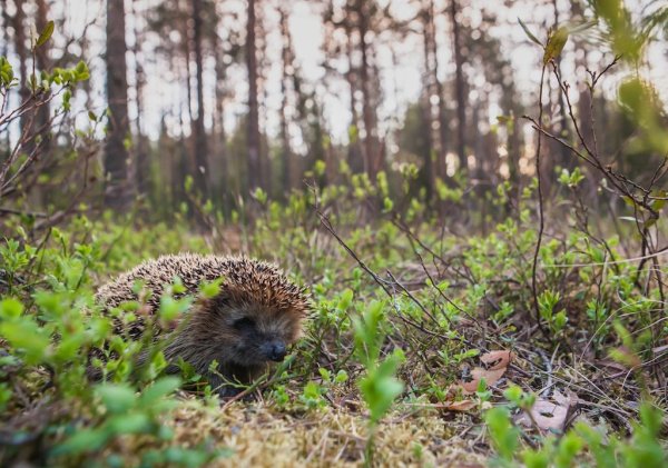 Еж с ежатами
