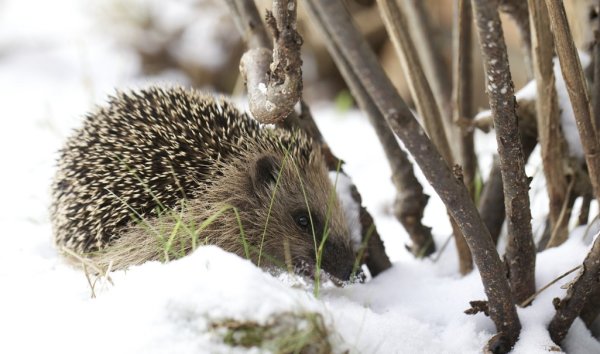 Ежик просыпается весной