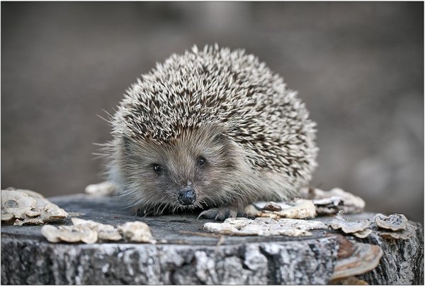 Ежик весной