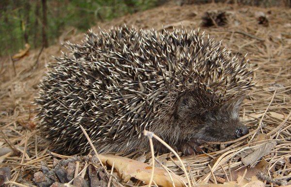 Еж в зимнем лесу
