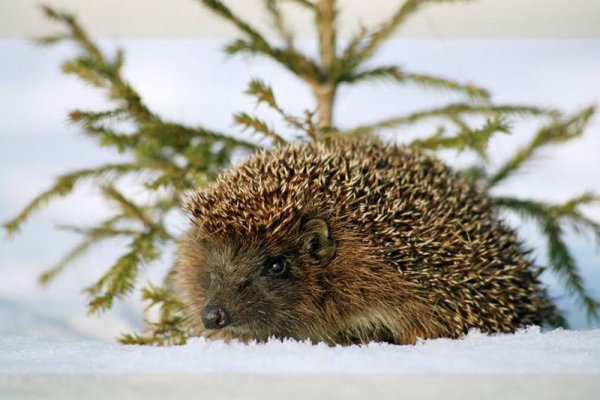 Хвойный лес животные