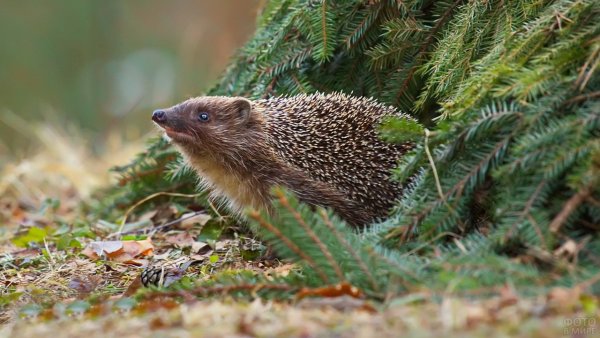 Ежик в спячке