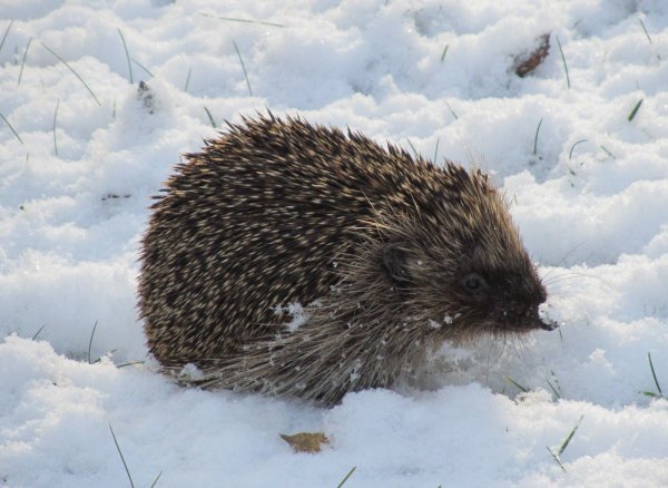 Ирина Глущенко художник Ежи