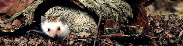 Ежик просыпается весной