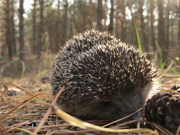 Дикие Ежи и ежата
