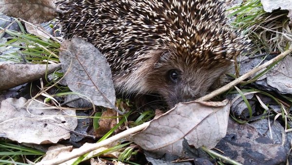 Еж обыкновенный спячка