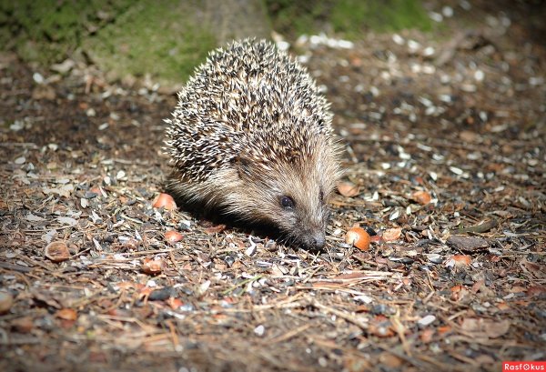 Ежи просыпаются