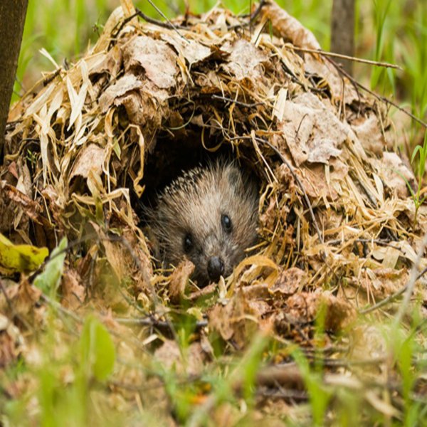 Картина ежата для детей