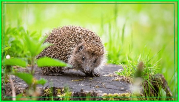 Даурский еж с ежатами