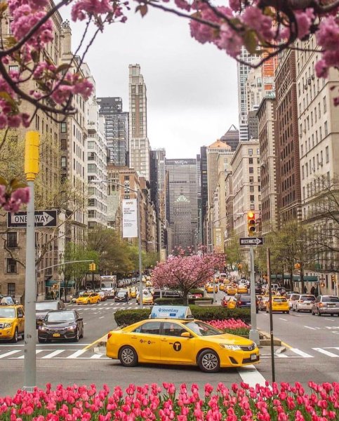 Нью Йорк централ парк Сакура