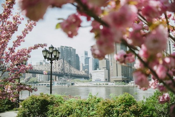 Цветение Сакуры в Нью-Йорке