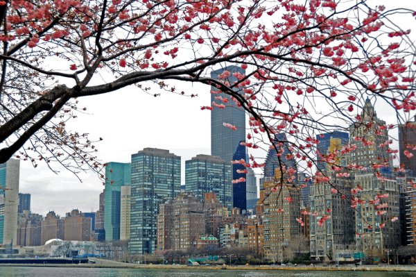 Сакура в Нью-Йорке