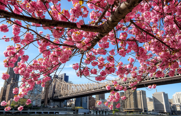 Весна в Нью-Йорке Центральный парк
