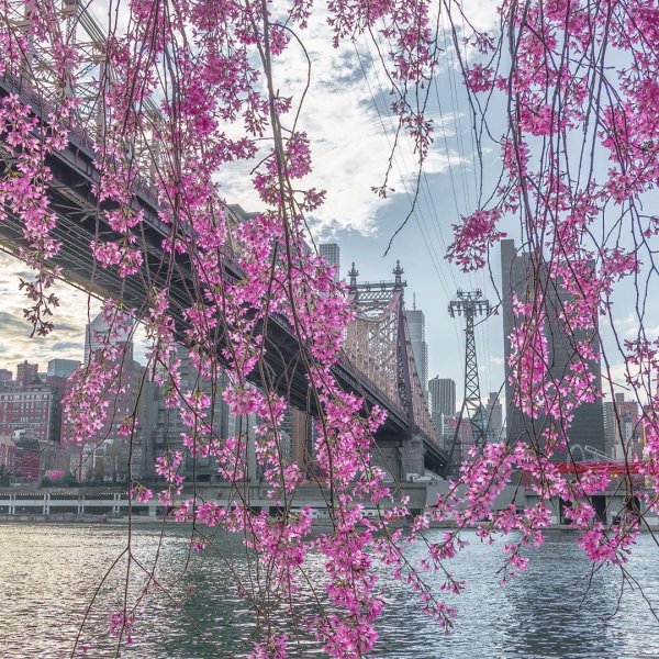 Центральный парк Нью-Йорк весной