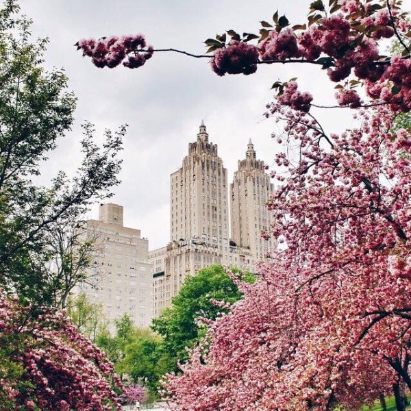 Нью-Йорк весной Каролина