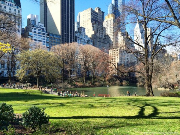 Сакура Центральный парк Нью-Йорк