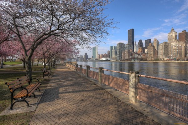 Сакура в Нью-Йорке