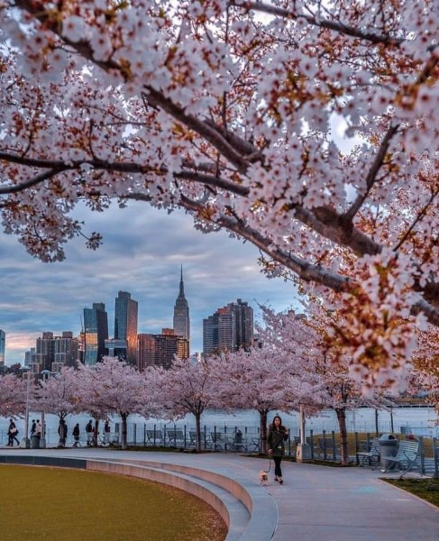 Центральный парк Нью-Йорк