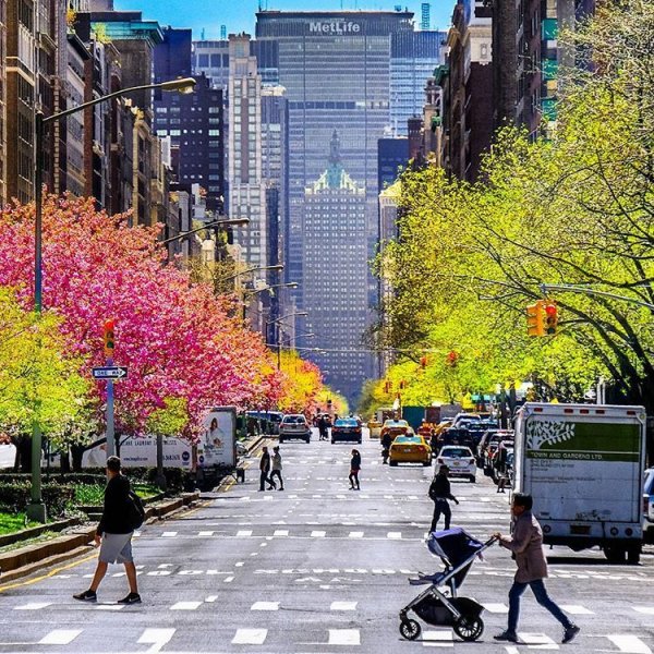 Нью Йорк централ парк Сакура