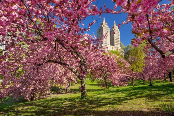 Сакура Центральный парк Нью-Йорк