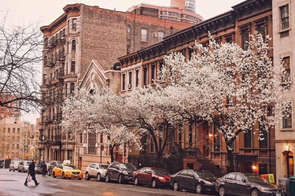 Нью Йорк централ парк Сакура