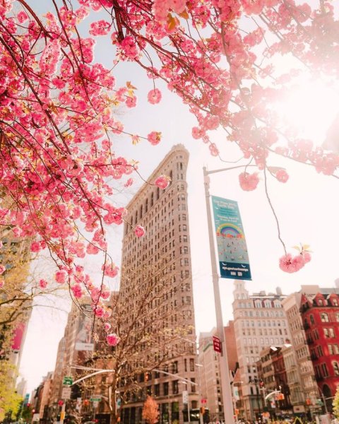 Сакура Центральный парк Нью-Йорк