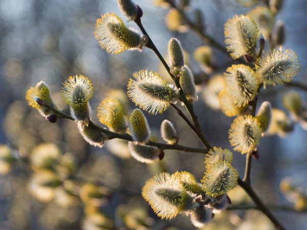 Цветение вербы