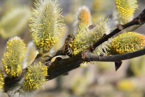 Цветение вербы и ивы