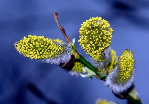 Цветущая Верба