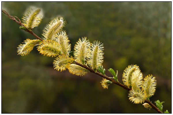 Шилов Верба зацвела