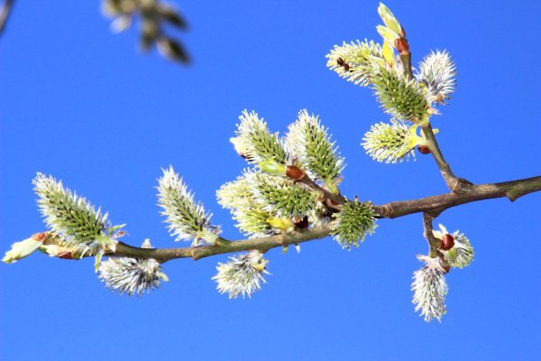 Цветение вербы