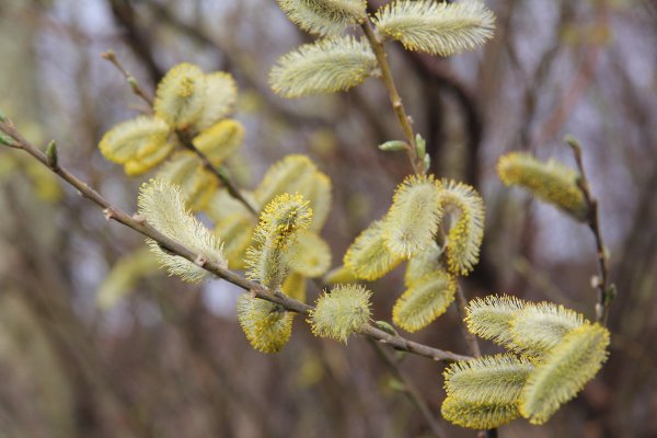 Цветущая Верба