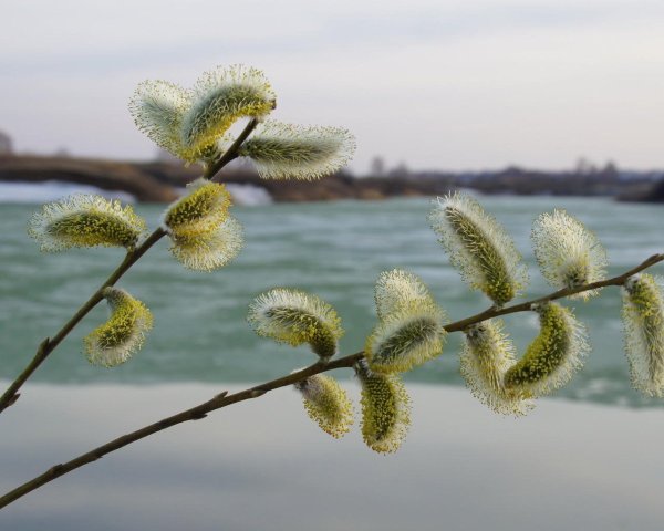 Цветущая Верба