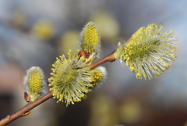Соцветие вербы