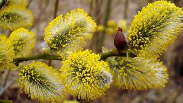 Верба желтая пушистая