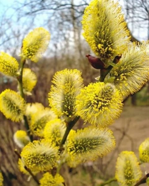 Верба растение