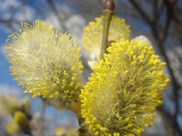 Верба Ива ветла