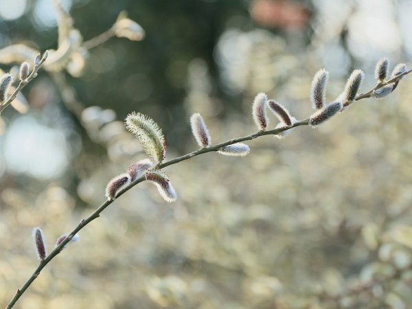 Верба остролистная