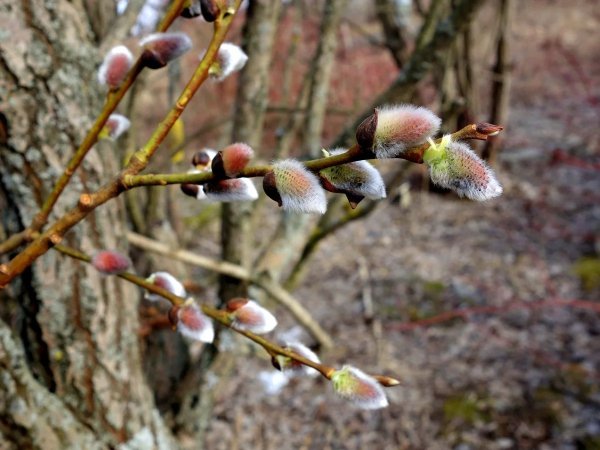 Цветущая Верба