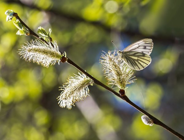 Пушистые ветки
